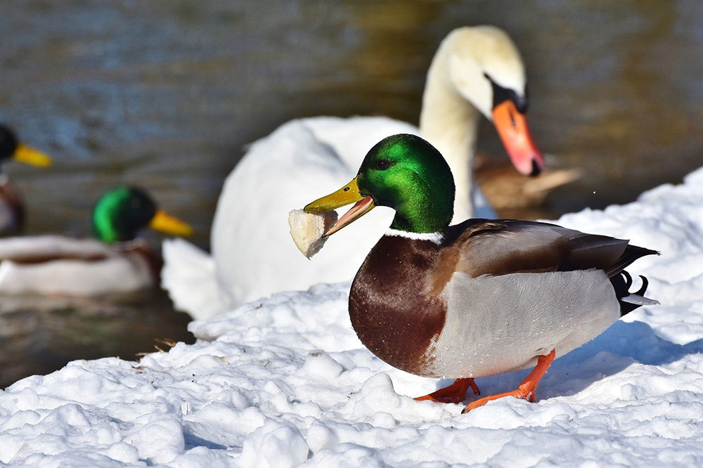 Anatra e cigno